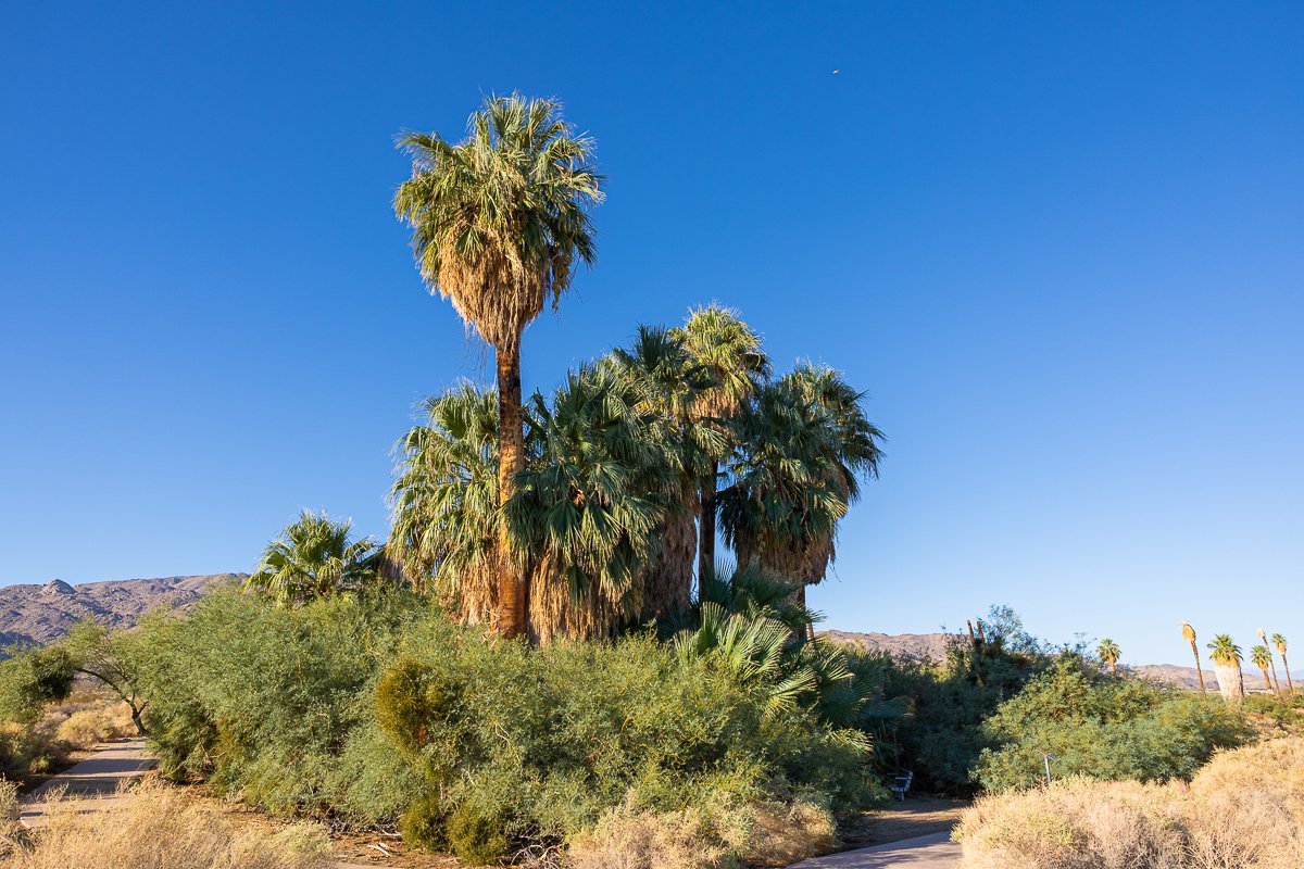 fortynine-palms-oasis-visitor-center-joshua-tree-national-park-southern-california-mojave-desert-photography-travel.jpg