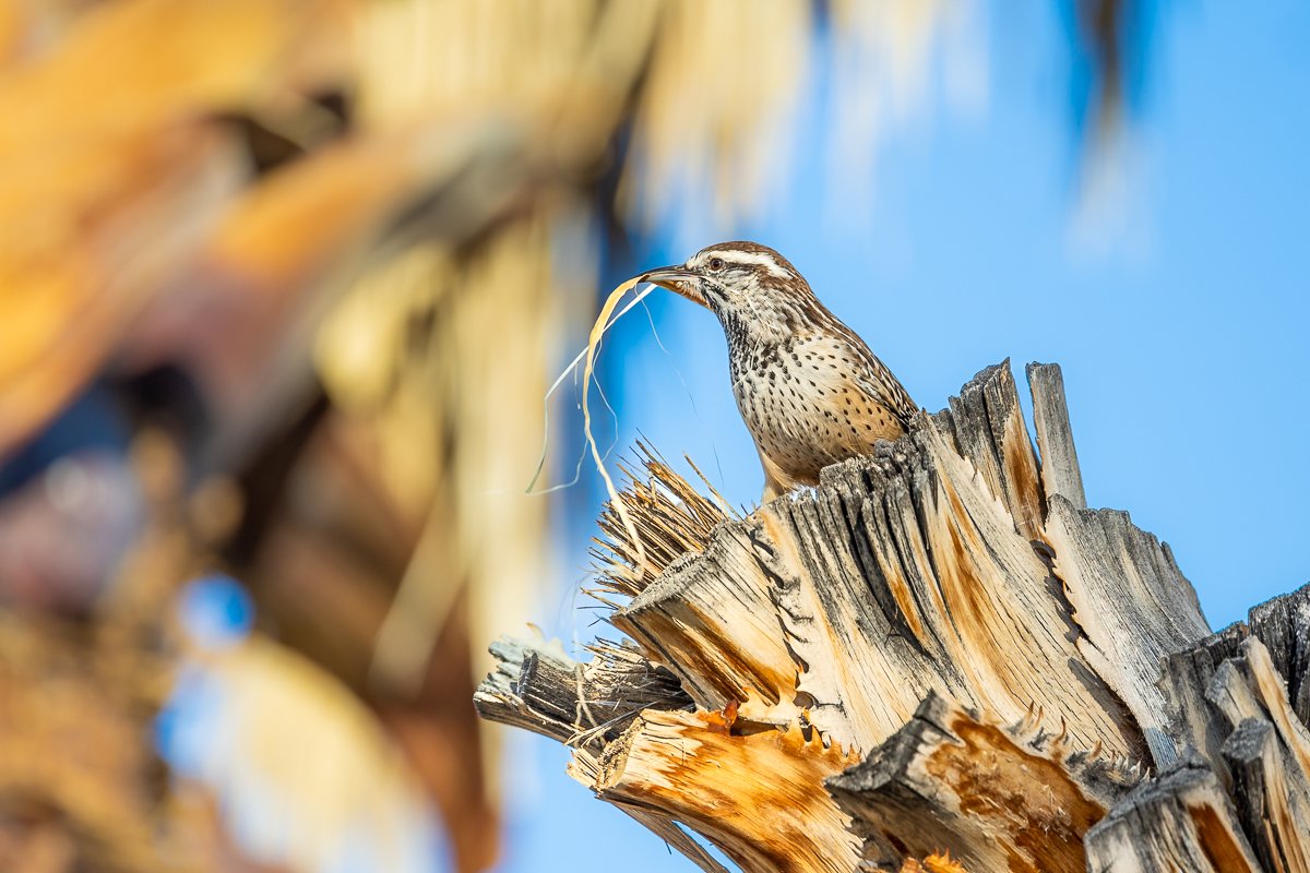 birding-cactus-wren-joshua-tree-national-park-49-palms-oasis-spotted-bird-plant-fibres-tree-bird-watching.jpg