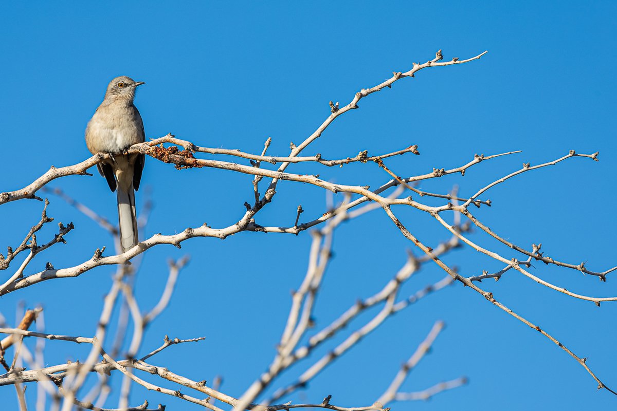 birding-northern-mockingbird-joshua-tree-national-park-wildlife-birdwatching-birdlife-birds-oasis.jpg