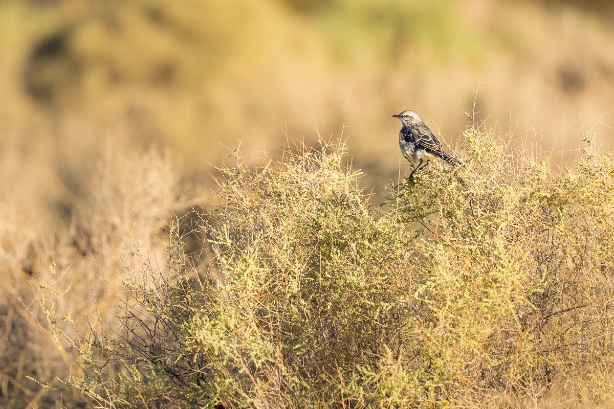 birdlife-49-palms-oasis-joshua-tree-national-park-sage-thrasher-morning-light.jpg