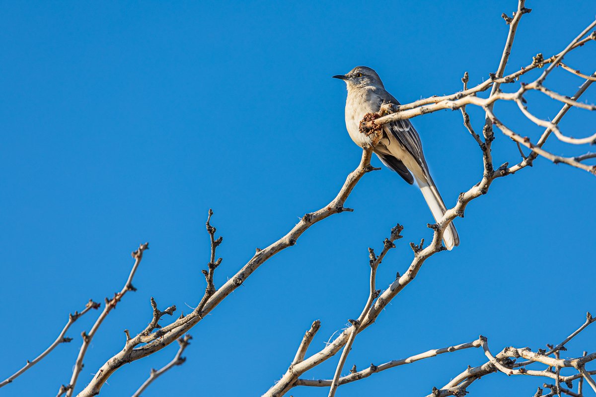 bird-life-northern-mockingbird-joshua-tree-national-park-grey-bird-orange-eyes-bird-watching-birding.jpg