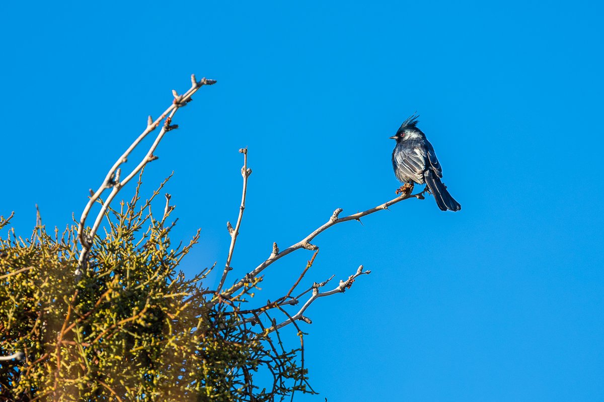 birdwatching-birding-bird-watching-wildlife-photography-phainopepla-black-bird-crest-joshua-tree-national-park-red-eyes.jpg