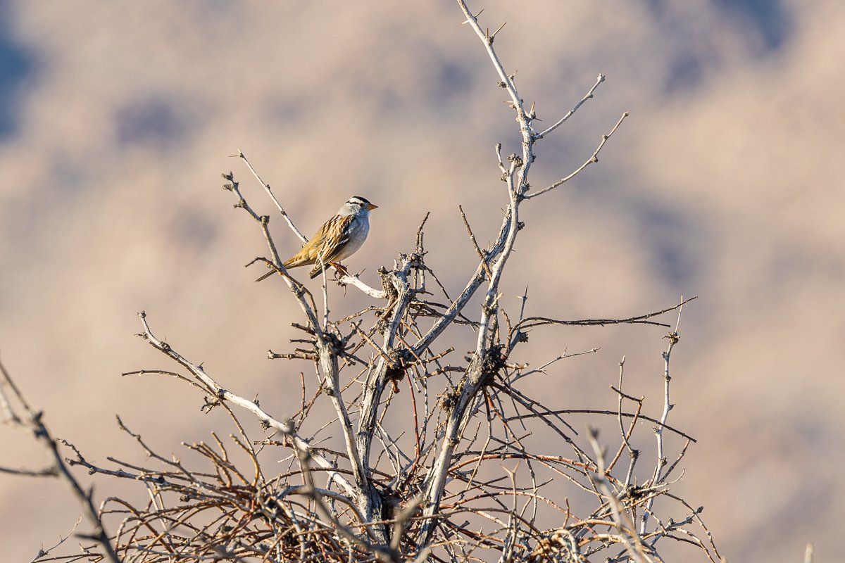 bird-white-crowned-sparrow-49-fortynine-palms-oasis-joshua-tree-national-park-wildlife-birding-birdwatching-photographer-blog-post.jpg