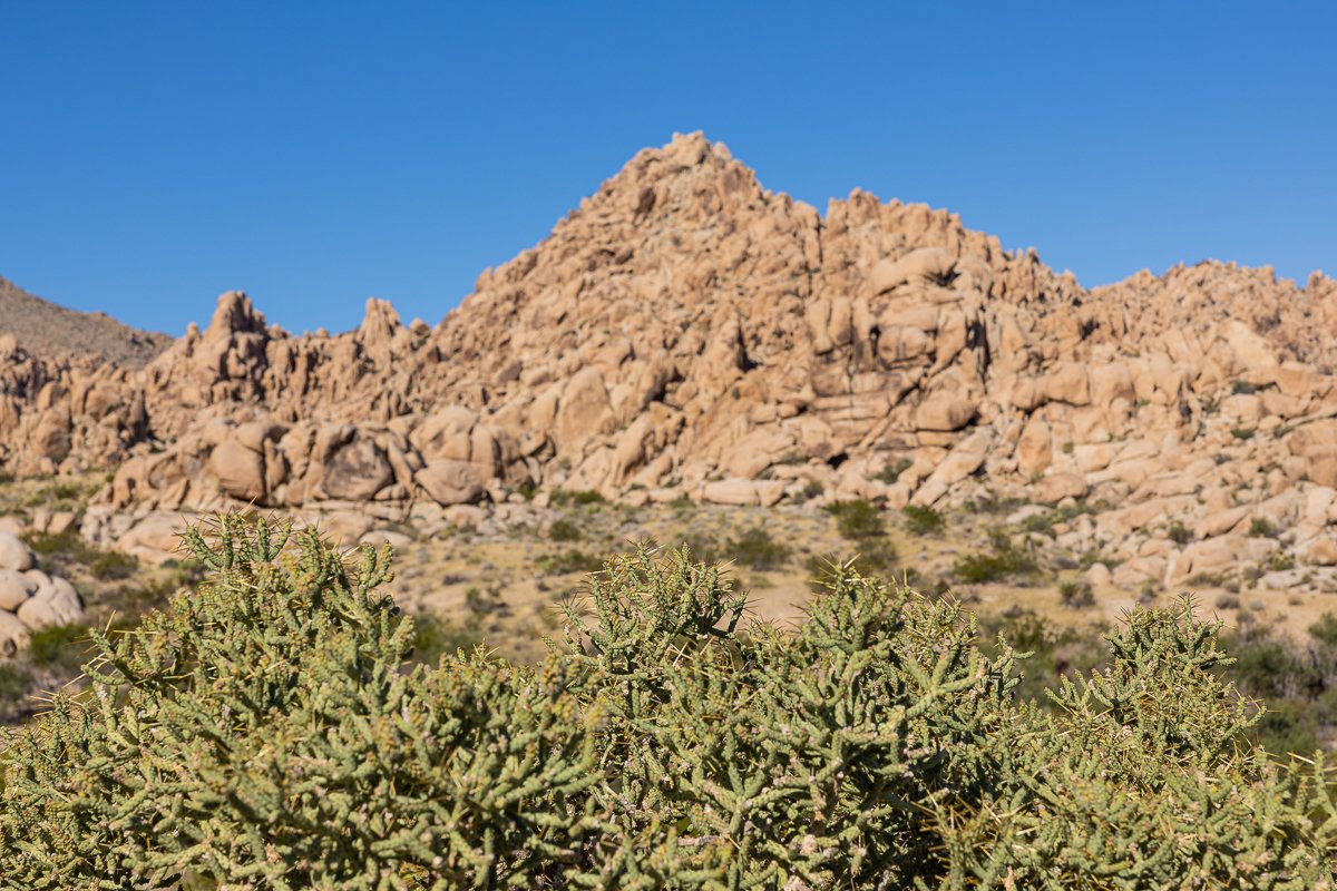 indian-cove-nature-trail-pencil-cactus-cholla-green-red-rock-formations-pile-joshua-tree-national-park.jpg