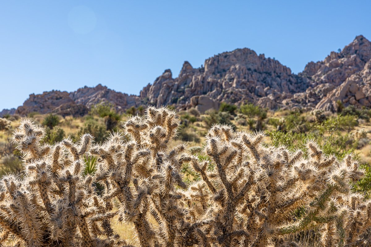 indian-cove-nature-trail-pencil-cholla-cactus-foreground-rock-formations-photography-photographer.jpg
