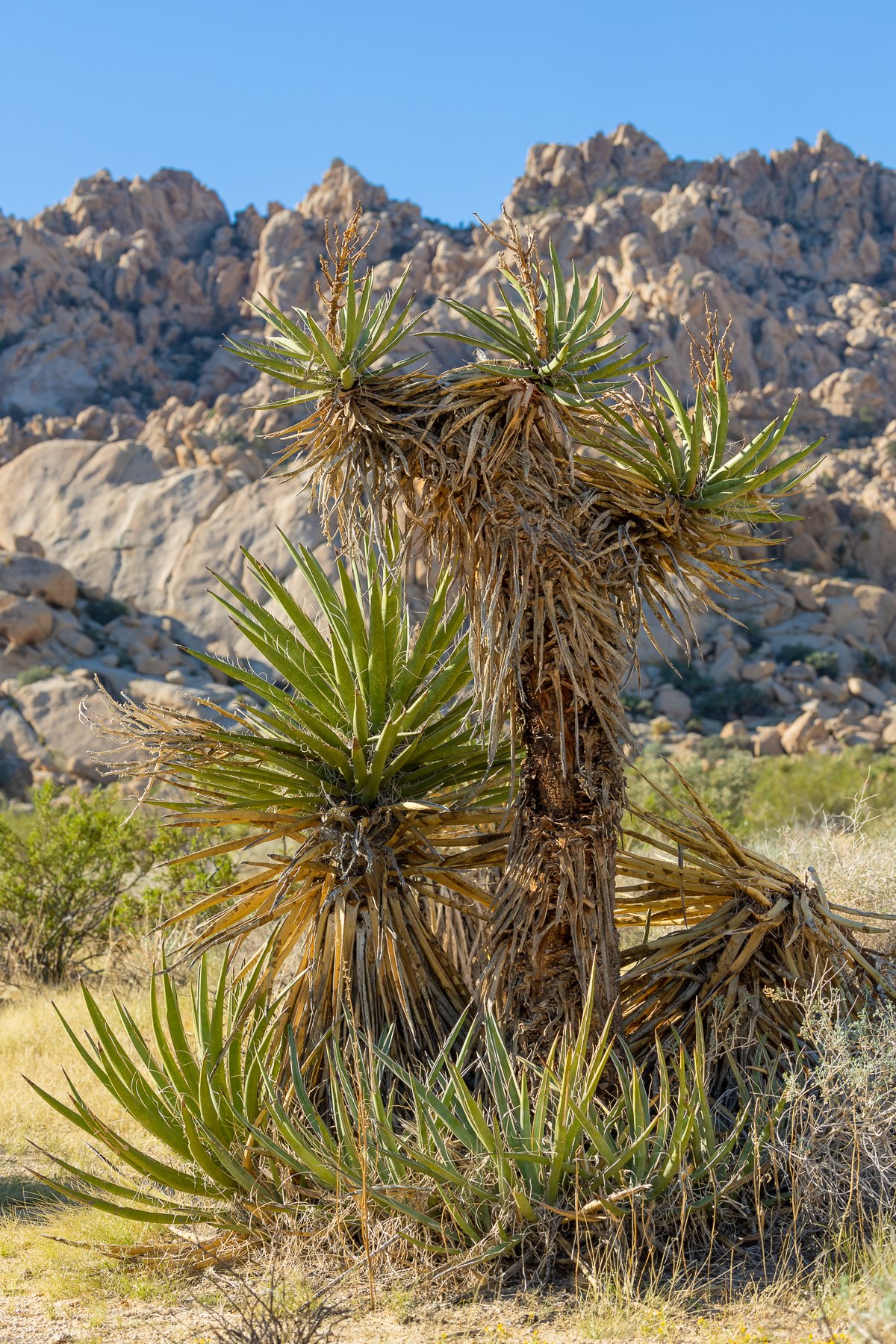 indian-cove-nature-trail-vegetation-yucca-plant-walk-flora-joshua-tree-national-park.jpg