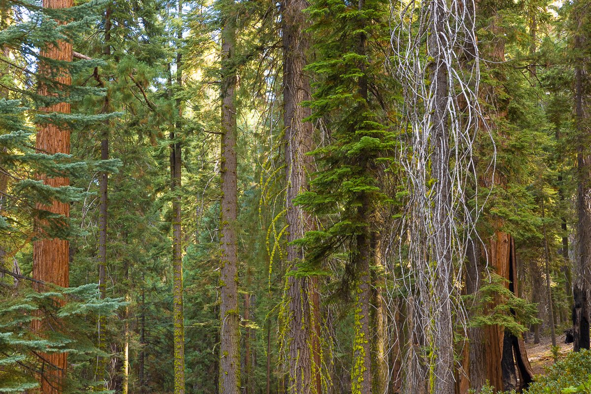 early-morning-pine-trees-fir-tree-california-sequoia-tree-national-park-travel-roadtrip-photographer-blog.jpg