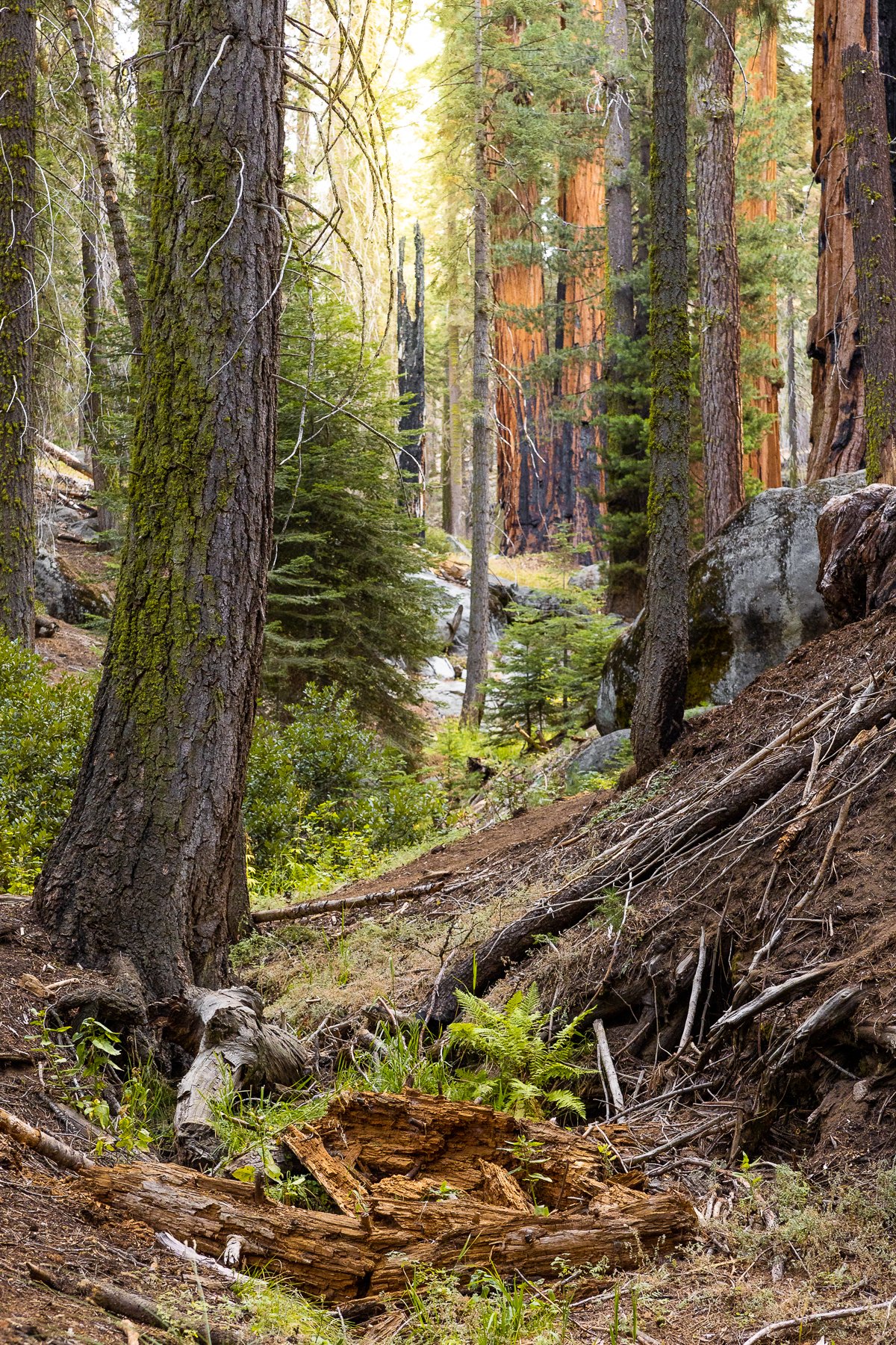 early-morning-sequoia-national-national-park-california-sunrise-daylight-golden-light-forest-landscape.jpg