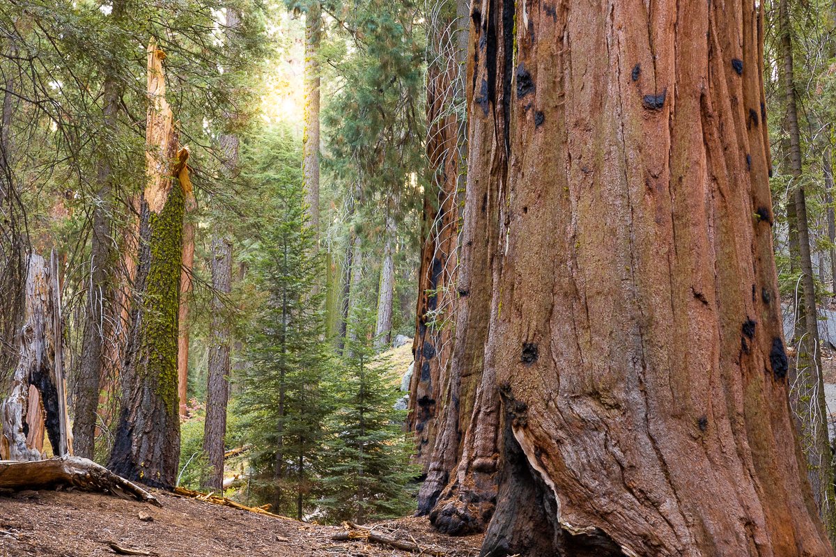 early-morning-sequoia-national-park-redwoods-tree-california-southern-USA-roadtrip-travel.jpg