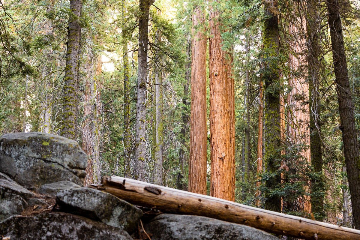 fallen-tree-trunk-sequoia-national-park-redwood-pine-pines-flora-southern-california-photography-travel.jpg