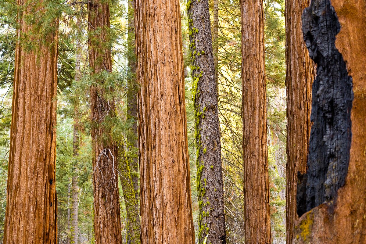 morning-tree-trunks-fall-autumn-light-sequoia-national-park-landscape-details-photography-parks-california.jpg