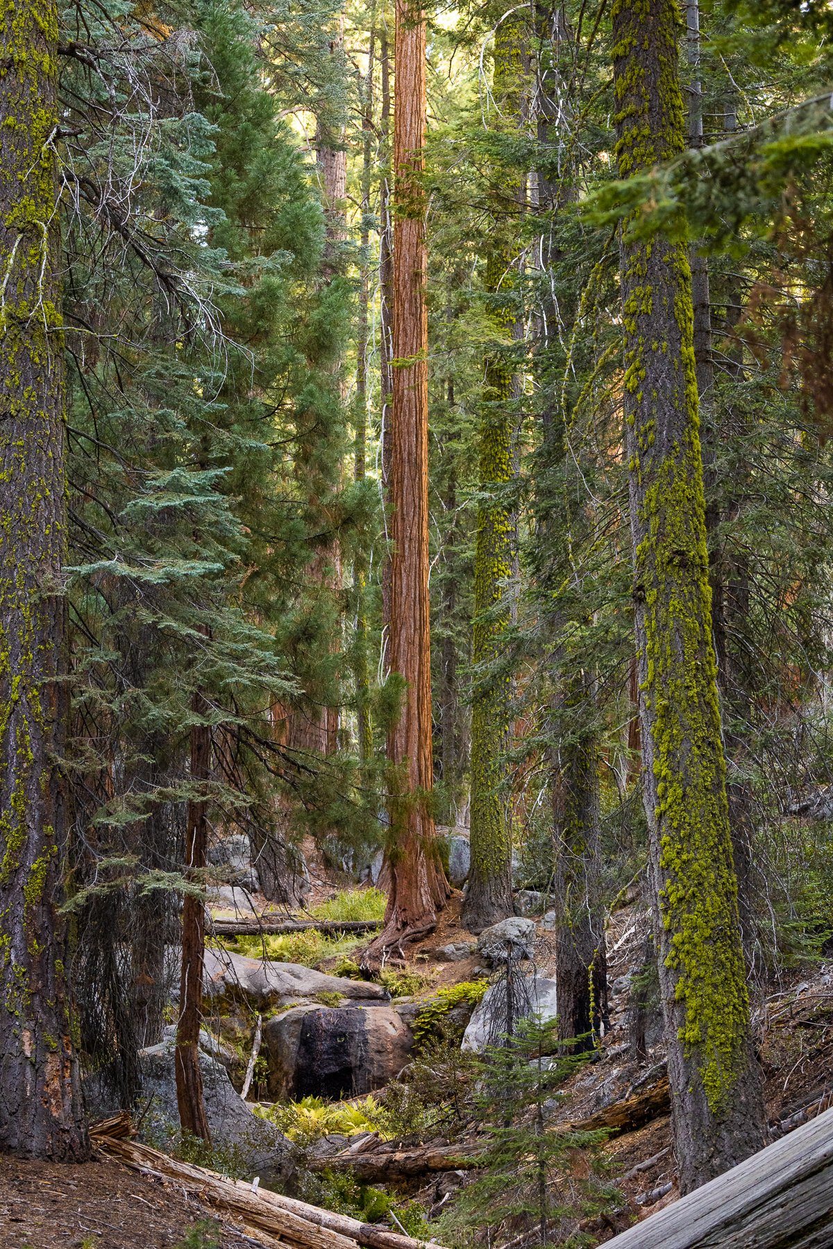 morning-light-sequoia-national-park-tree-forest-redwoods-redwood-trees-redwood-beautiful-landscape.jpg