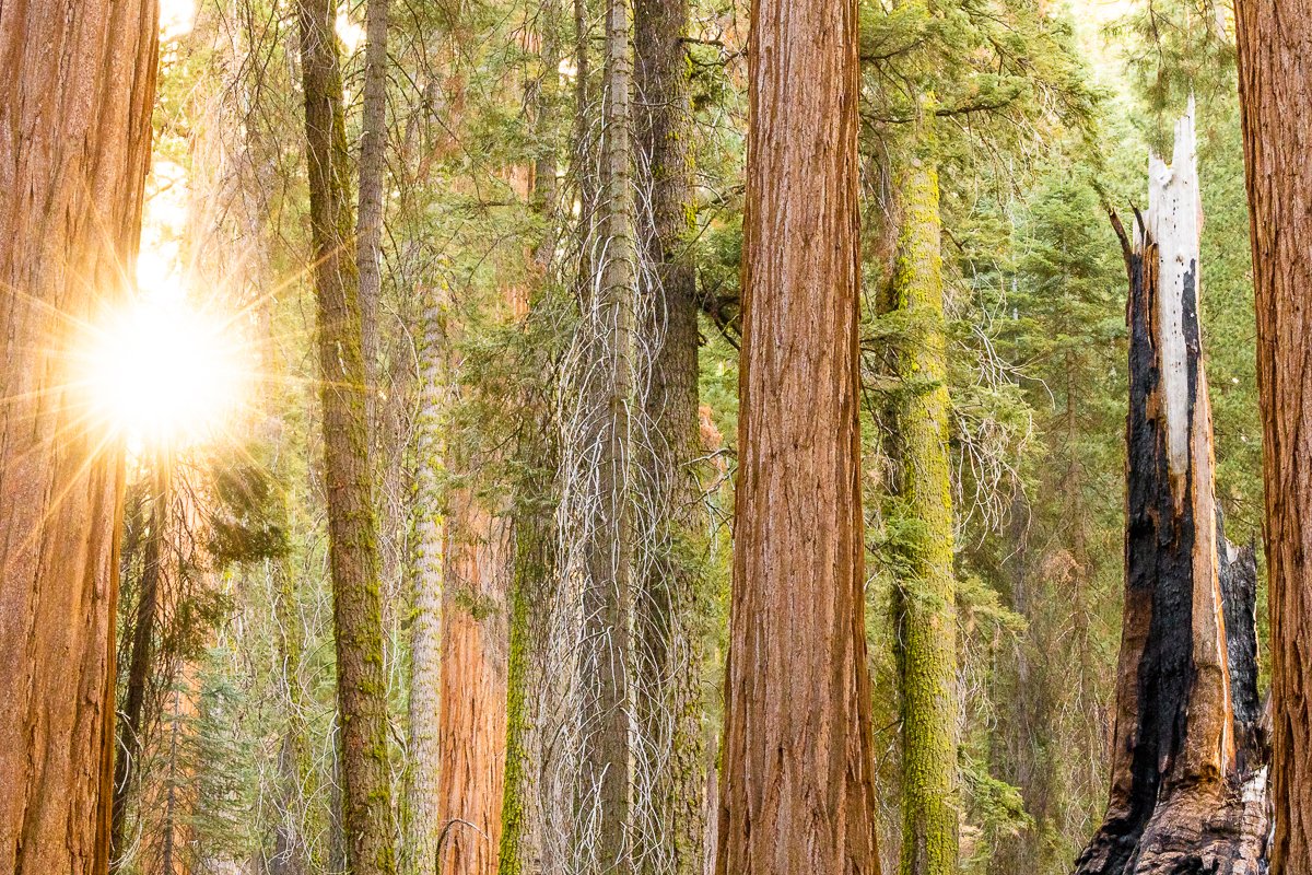 sunrise-morning-light-golden-sun-forest-trees-sequoia-national-park-autumn-beautiful-fine-art-photographer-travelling-photography.jpg