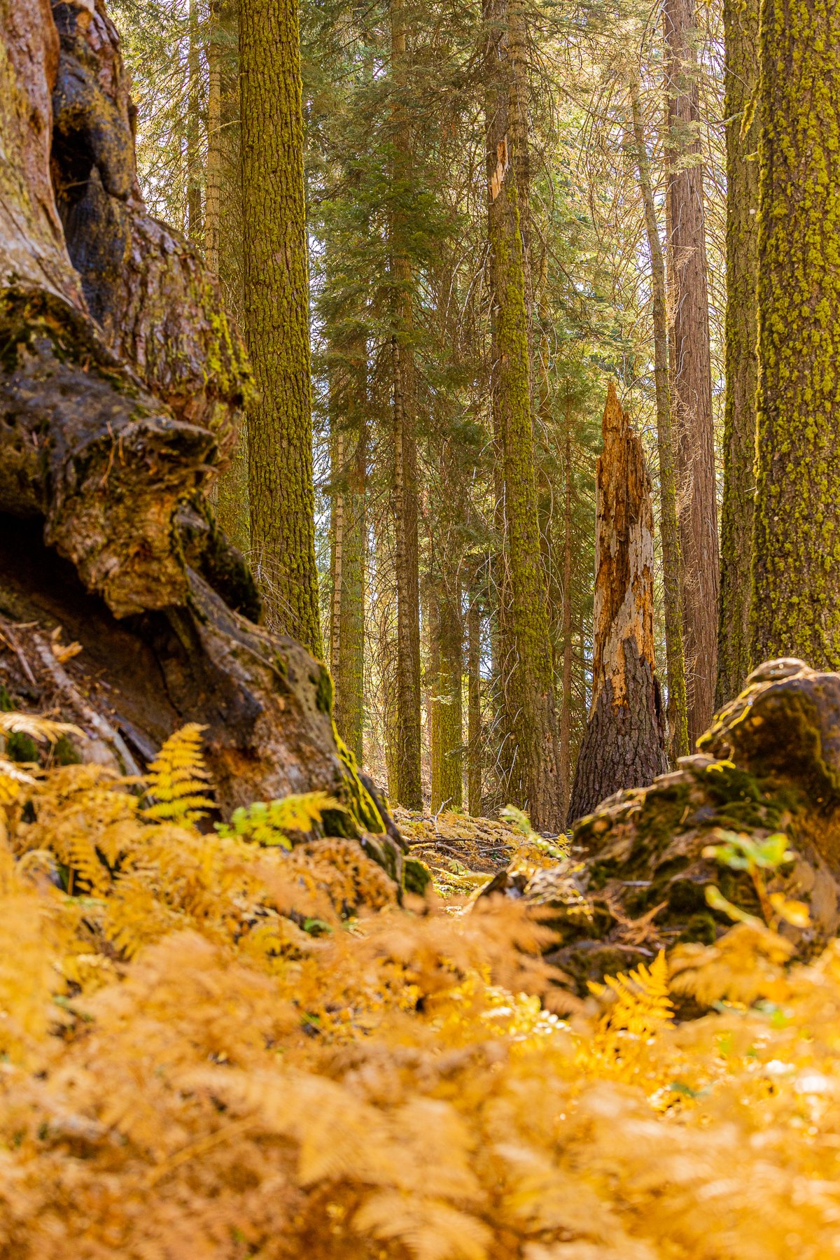 autumn-ferns-sequoia-national-park-fern-golden-yellow-leaves-fall-leaf-peeping-national-parks-USA-california.jpg