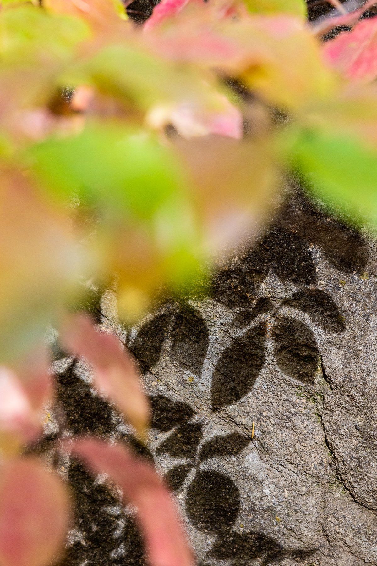 autumn-leaves-detail-fine-art-photography-details-sequoia-tree-national-park-light-fall-leaf-peeping-october.jpg