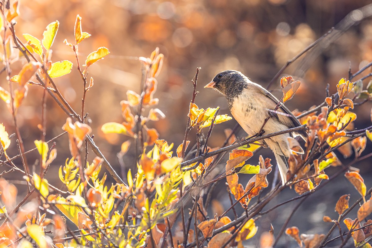 bird-watching-birding-sequoia-tree-national-park-fall-autumn-foliage-orange-yellow-print-animals-wildlife-photography.jpg