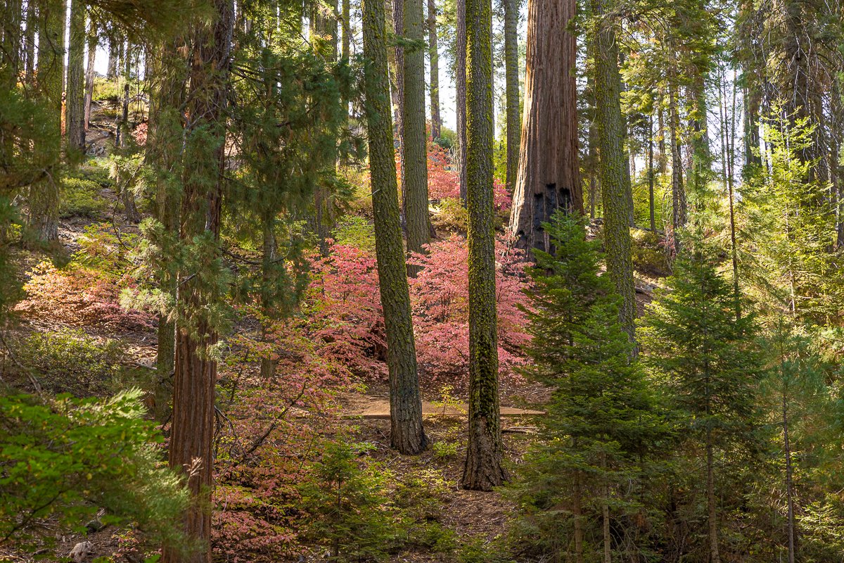 autumn-travel-photography-foliage-deciduous-trees-sequoia-national-park-amalia-bastos-photographer-california-parks.jpg