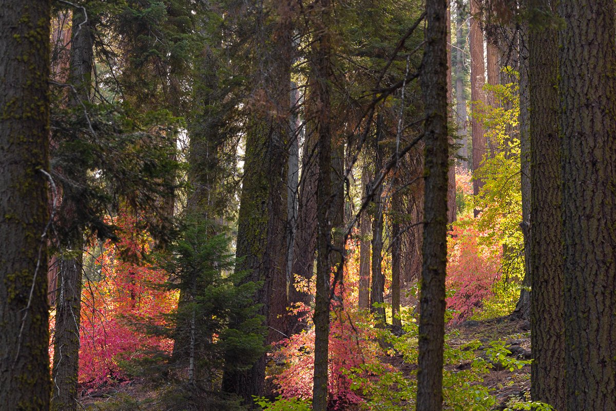 fall-foliage-autumn-sequoia-tree-national-park-deciduous-trees-plants-leaf-peeping-southern-california-october.jpg