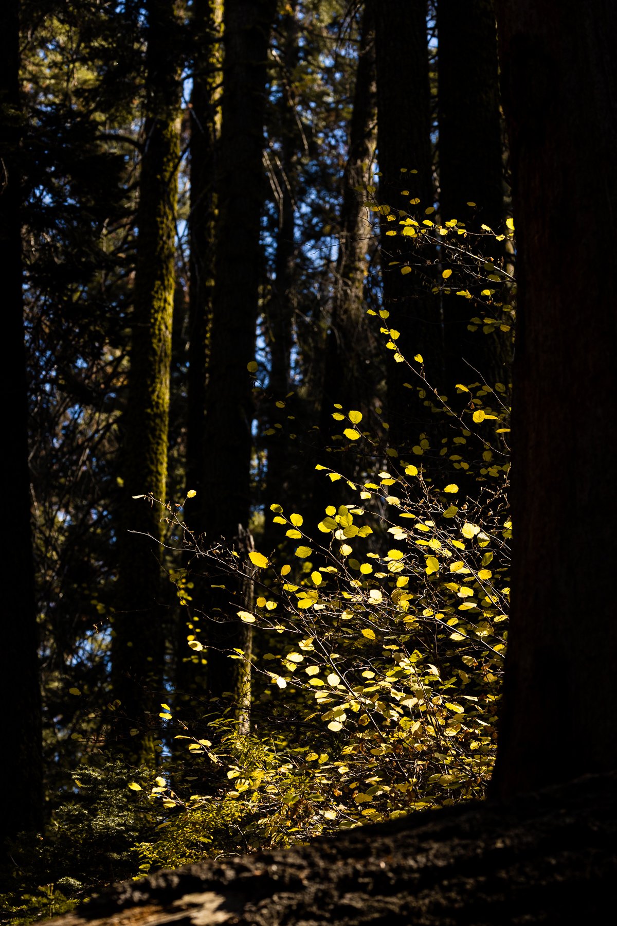 fall-light-yellow-leaves-leaf-peeping-sequoia-national-park-southern-california-leaves-autumn.jpg