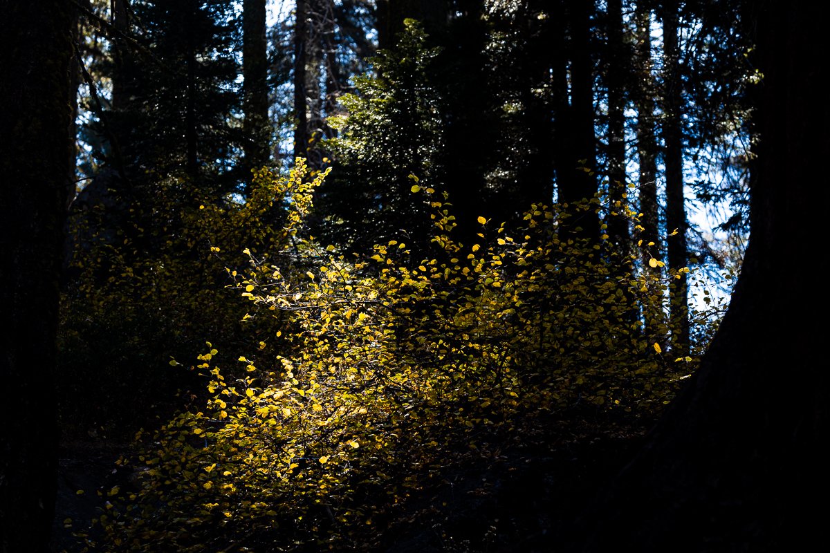 shadow-light-fall-autumn-leaves-yellow-forest-sequoia-national-park-leaf-peeping-october-autumn-fine-art.jpg