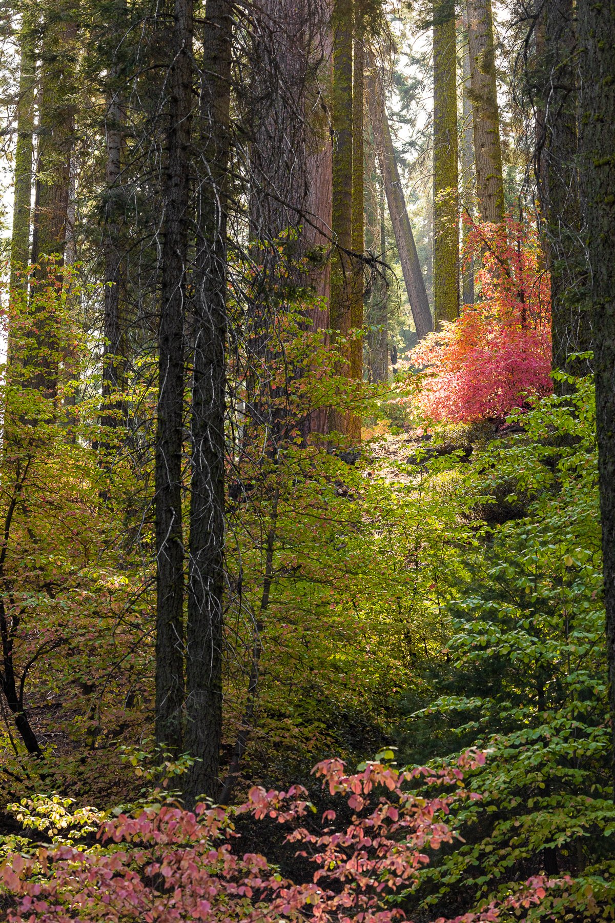 autumn-fall-light-beautiful-landscapes-amalia-bastos-photography-sequoia-national-park-fine-art-photographer.jpg