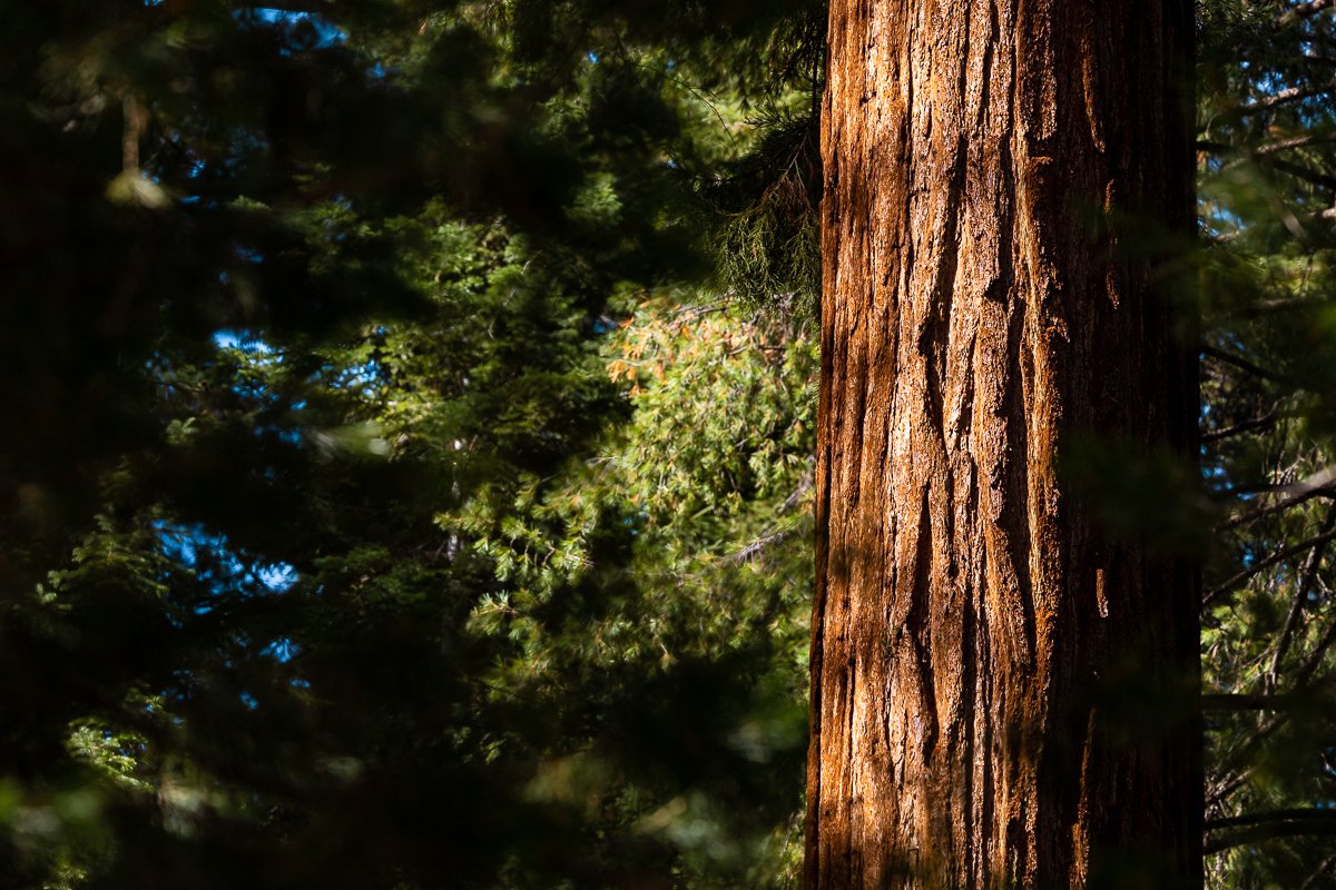 detail-trunk-sequoia-national-park-tree-orange-conifer-plant-redwood-redwoods.jpg