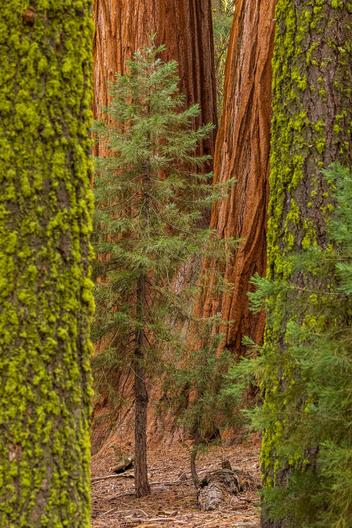 art-forest-fine-art-print-sequoia-national-park-trees-redwood-redwoods-woods-photography-california-purchase-buy-canvas.jpg