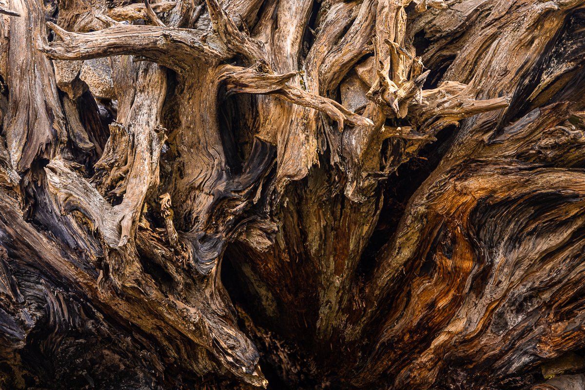 fallen-tree-details-bark-trunk-rotten-sequoia-national-park-southern-california-travel-photographer.jpg