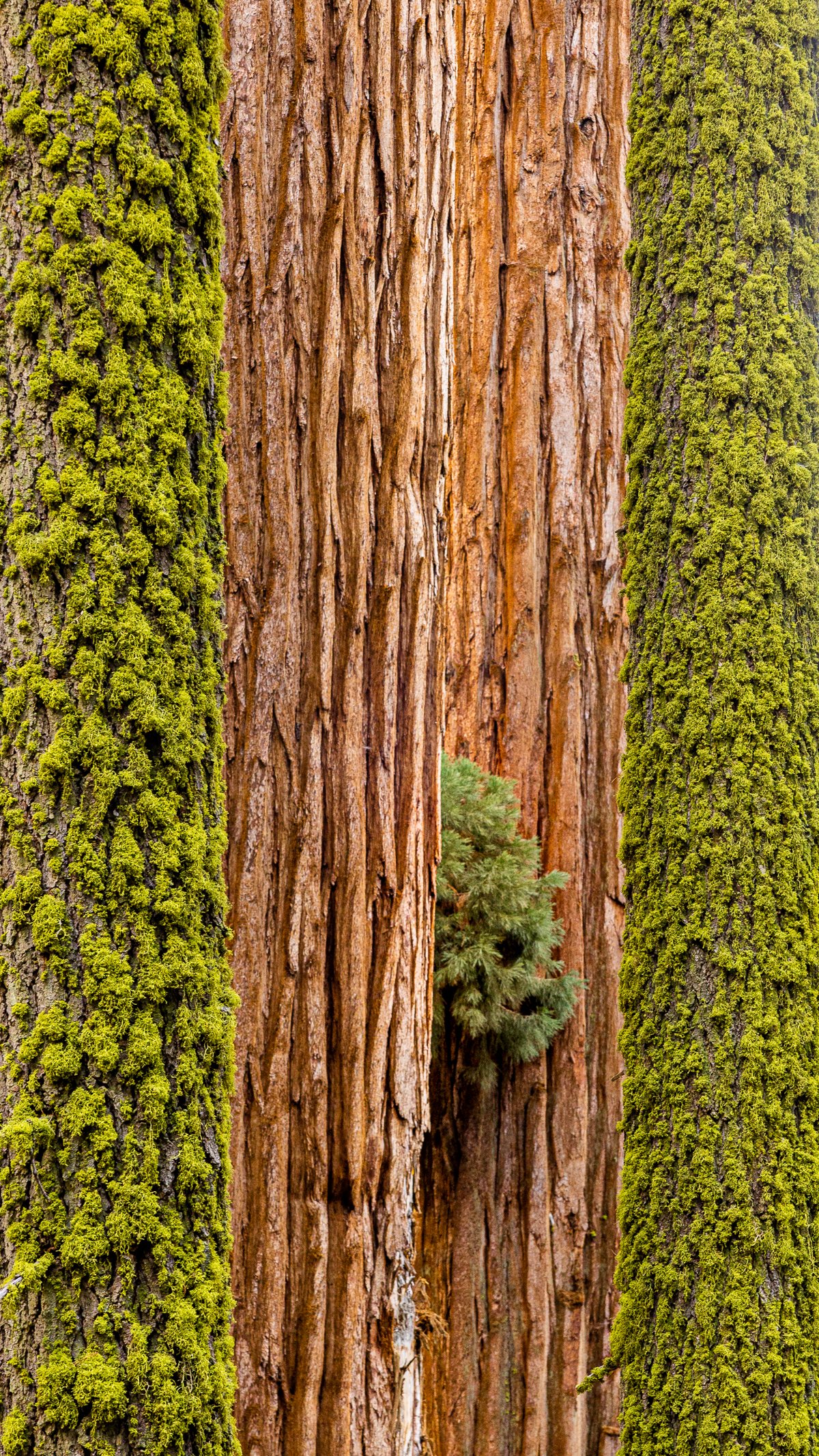 fine-art-sequoia-tree-national-park-details-bark-trees-photography-photographer-detail-print-canvas-green-orange.jpg