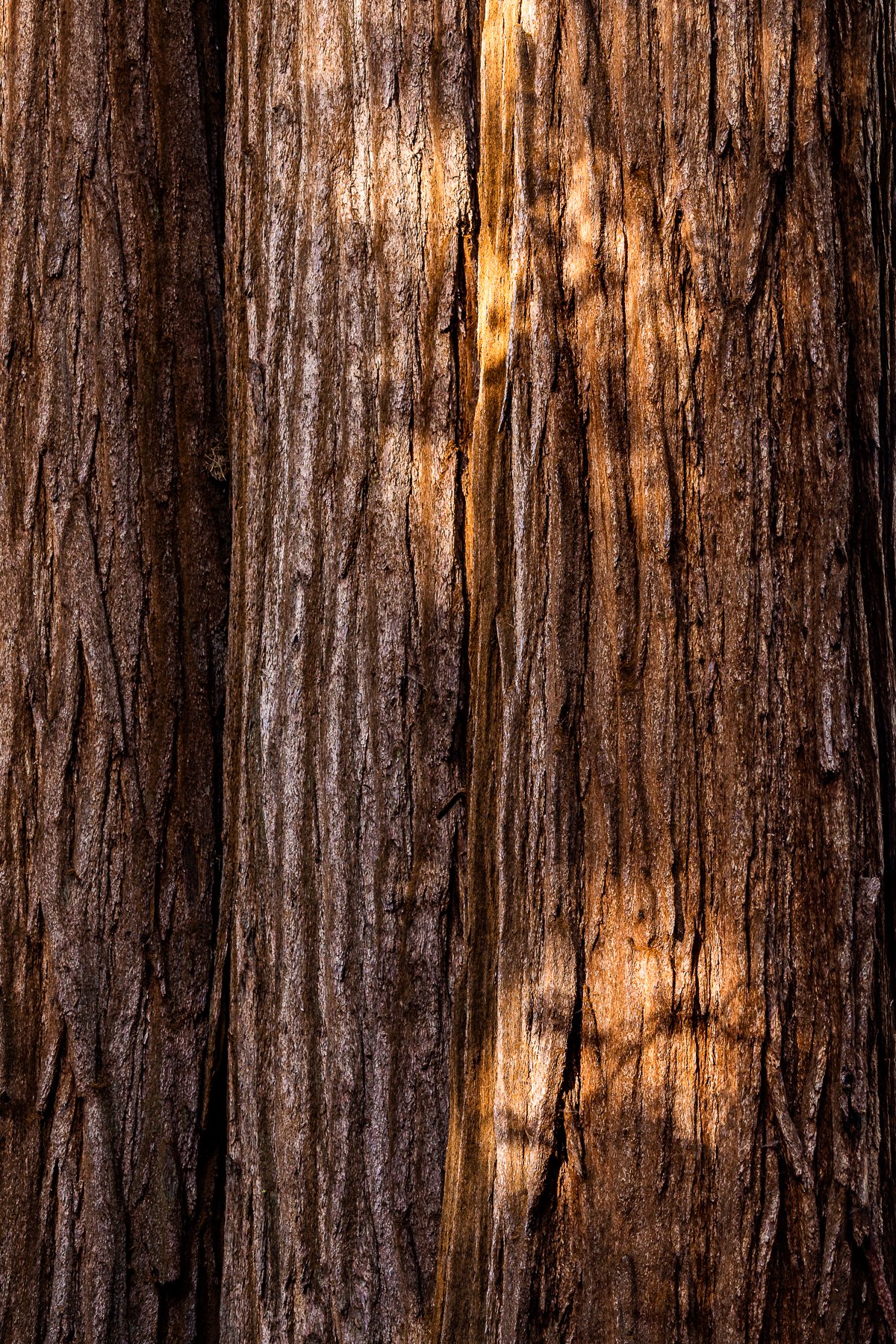 light-shadow-art-forest-blog-post-fine-art-sequoia-national-park-photography-photographer-california.jpg