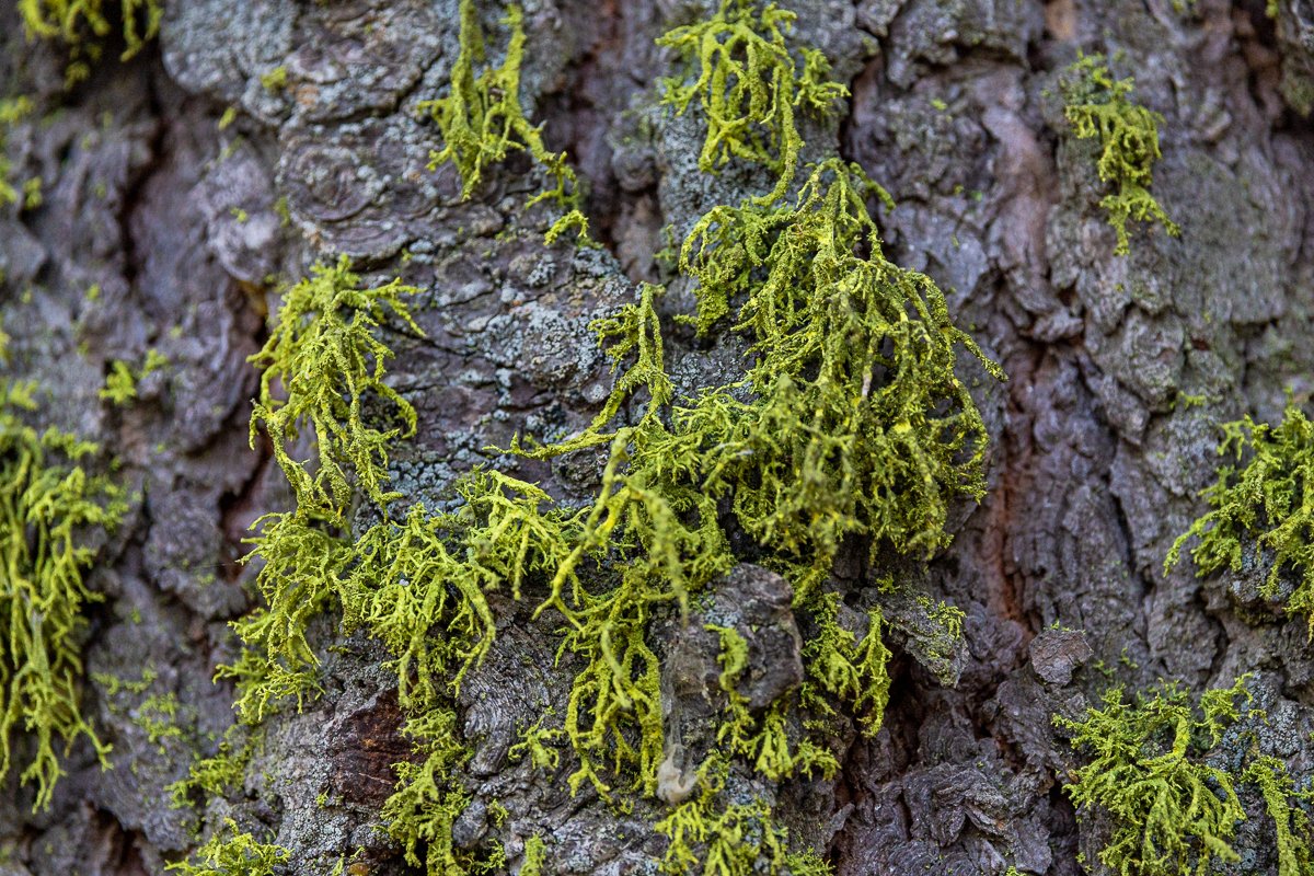moss-tree-details-national-parks-sequoia-travel-california-souther-park-fir-pine-californian.jpg