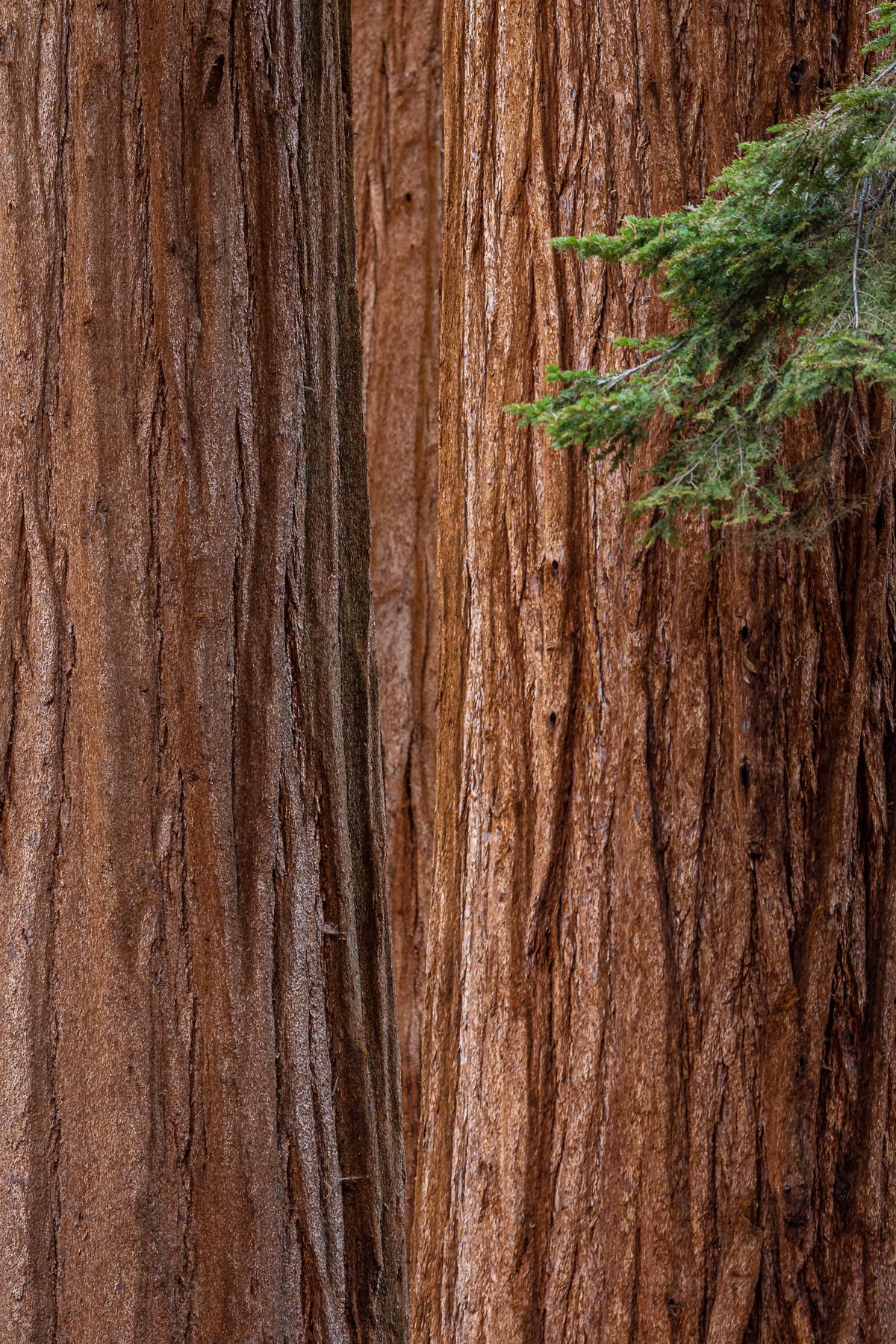 minimalist-sequoia-national-park-trees-bark-red-wood-travel-photography-photographer.jpg