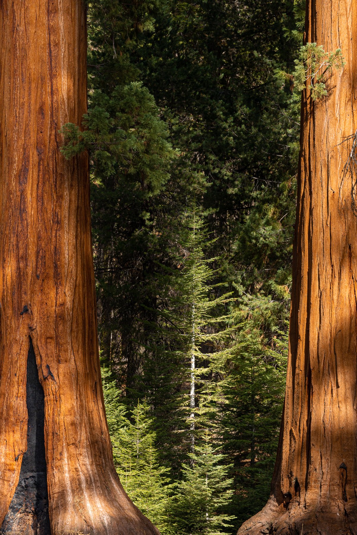 sequoia-tree-national-park-detail-photography-photographer-trees-orange-bark-green-light-shadow-dark.jpg