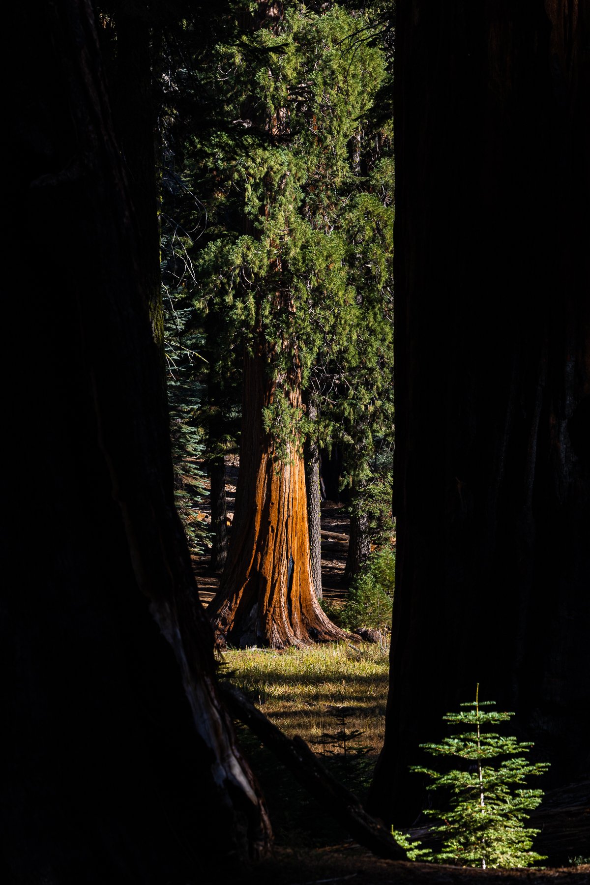 shadow-light-dark-chiaroscuro-fine-art-photography-amalia-bastos-photographer-sequoia-national-park-USA-print-canvas.jpg