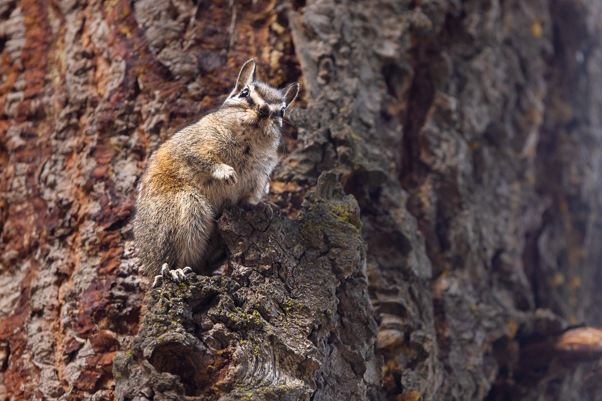 wildlife-chipmunk-sequoia-national-park-southern-california-parks-USA-roadtrip-travel-fauna.jpg