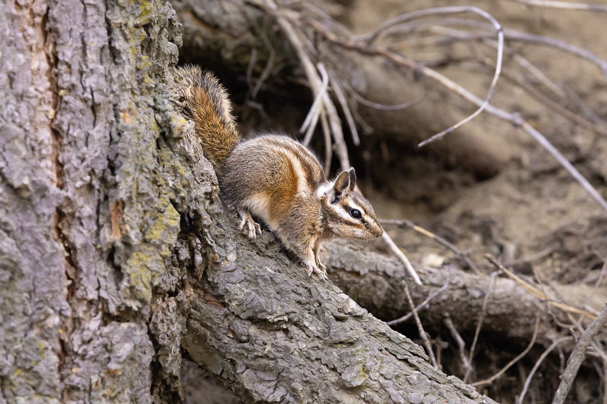 wildlife-sequoia-national-park-chipmunk-southern-california-animals-mammal-rodent.jpg