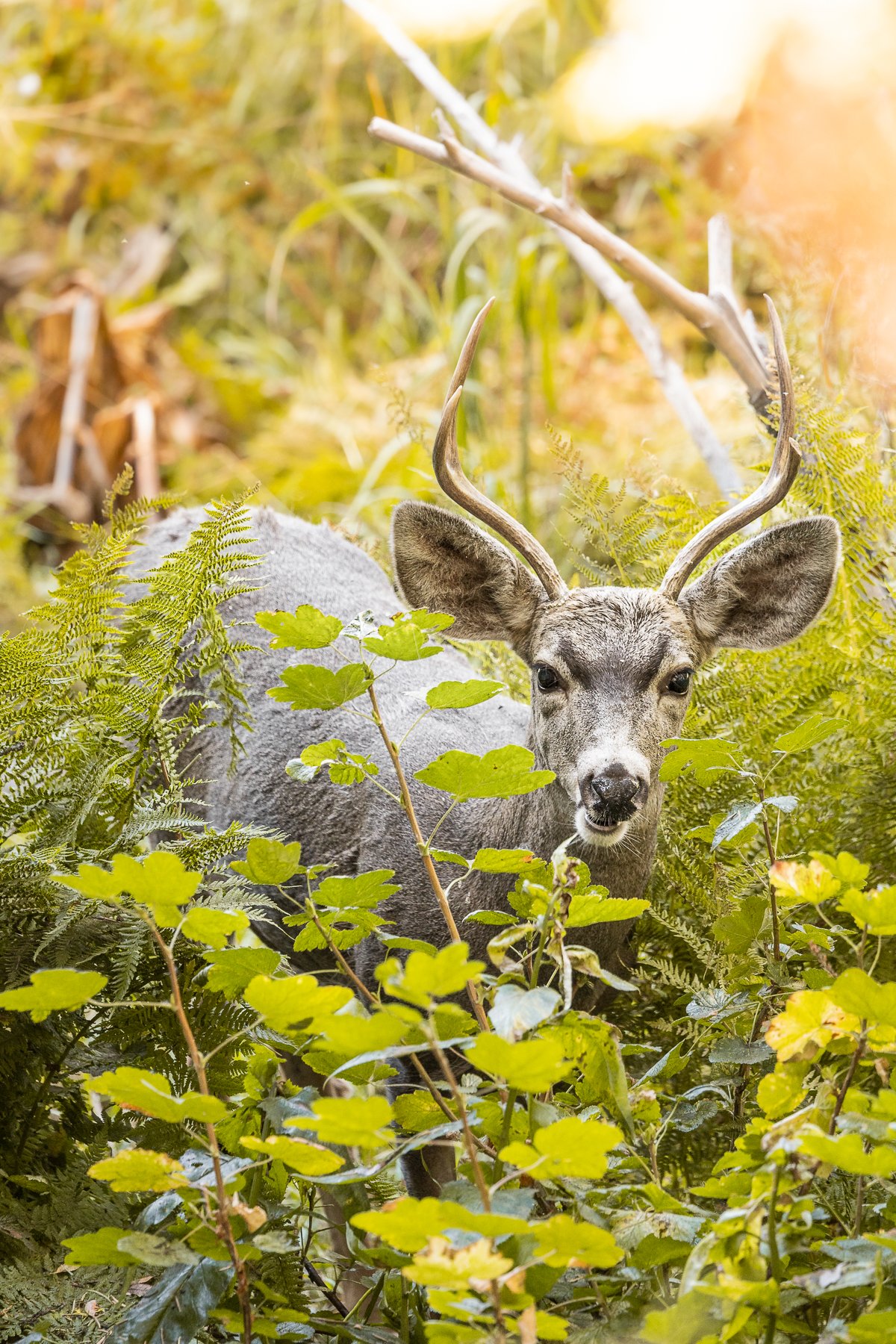 wildlife-mule-deer-sequoia-national-park-fall-autumn-morning-light-photographer-photography-fauna-blog-post.jpg