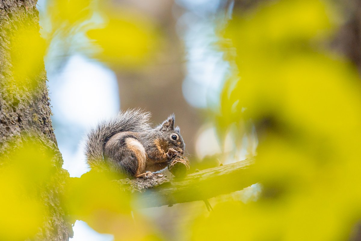 wildlife-squirrel-sequoia-national-park-forest-redwoods-wood-animals-animal-list-USA-CA.jpg