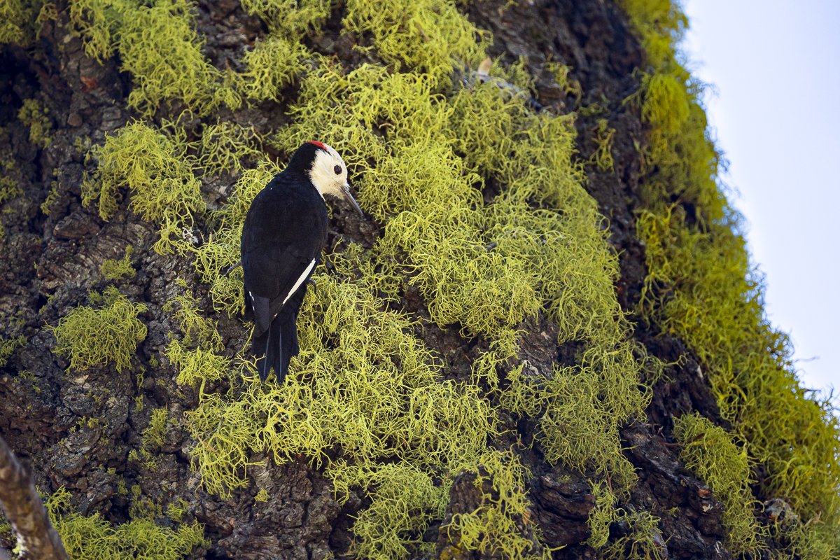 woodpecker-bird-watching-birdwatching-birds-wildlife-sequoia-national-park-travel-photographer-animals-animal.jpg