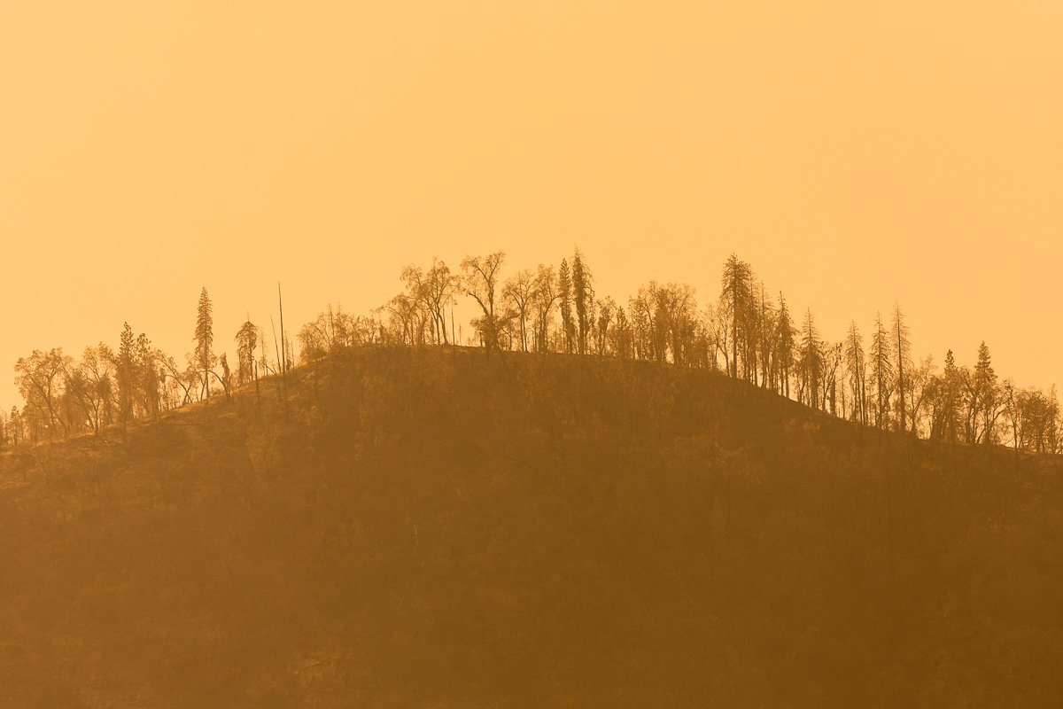 ridge-line-trees-sequoia-national-park-orange-light-haze-golden-fine-art-canvas-print.jpg