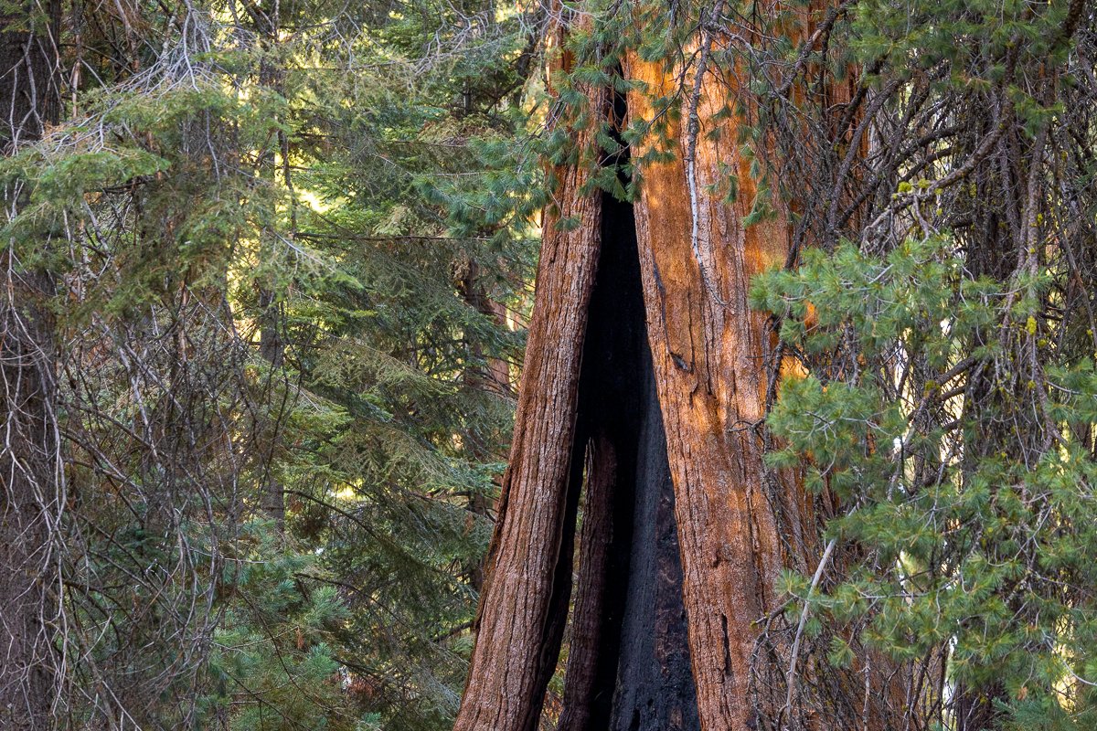 forest-burnt-bark-tree-trunk-sequoia-national-park-landscape-travel-photography-california-USA.jpg