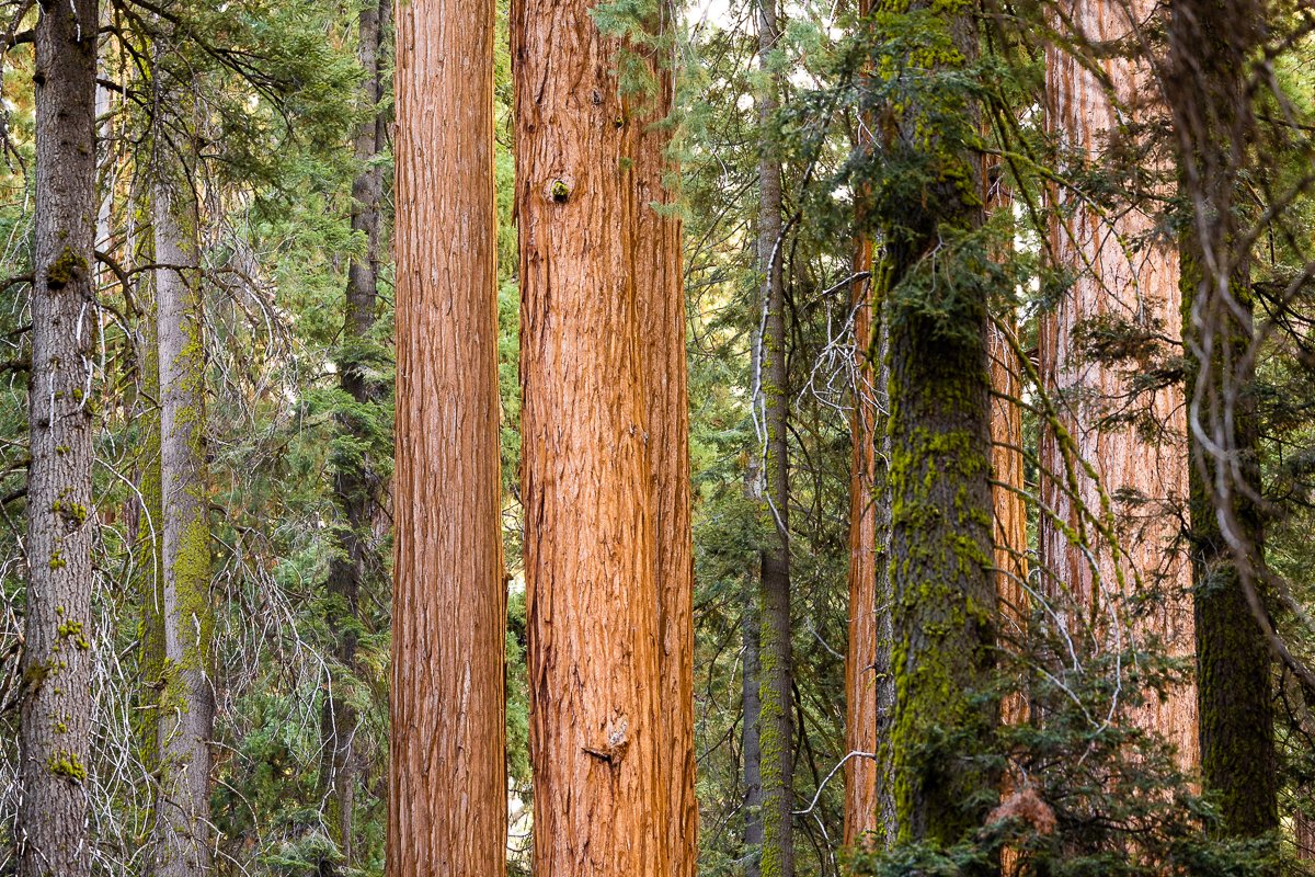 forest-details-general-sherman-tree-walk-sequoia-national-park-tree-forest-woods-bark-trunk.jpg