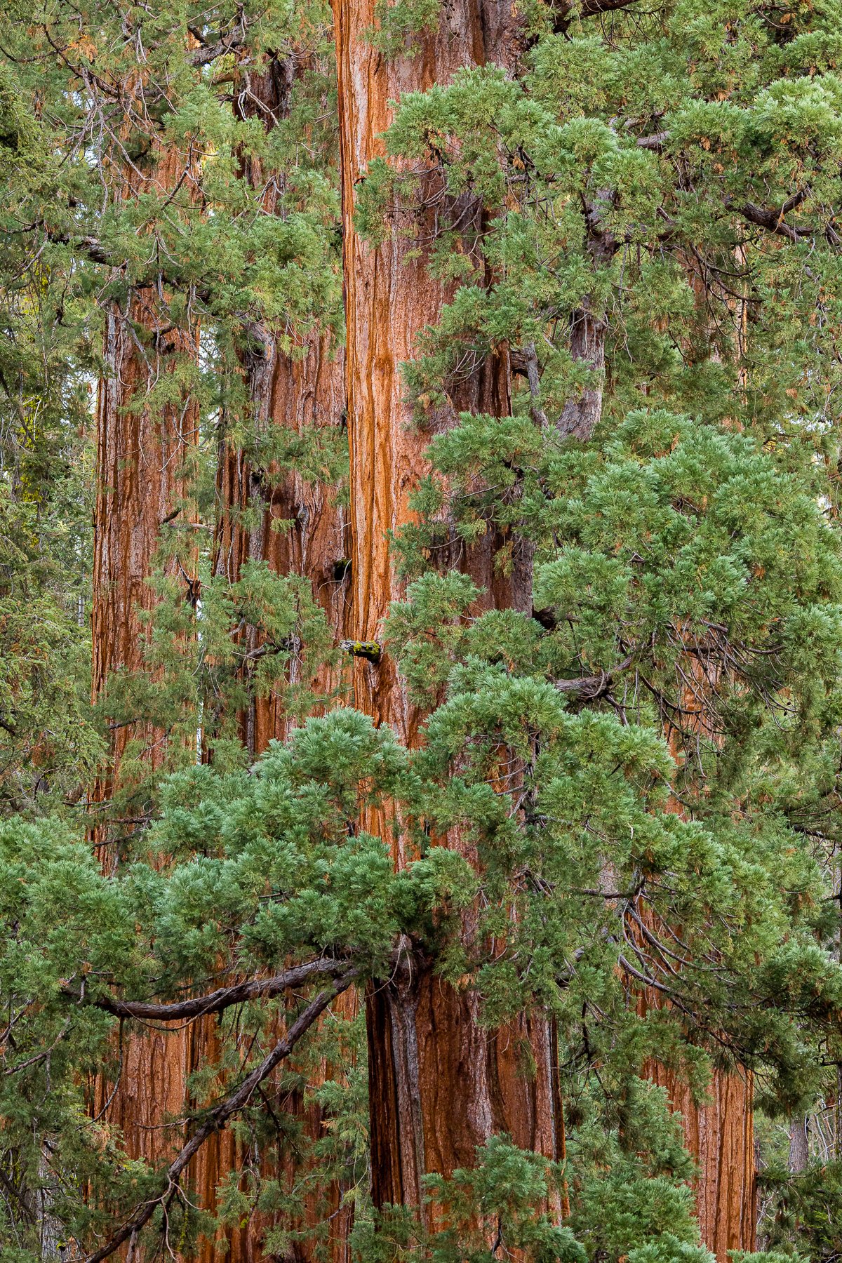 forest-details-walk-sequoia-national-park-landscape-southern-california-blog-post-photographer-photography.jpg