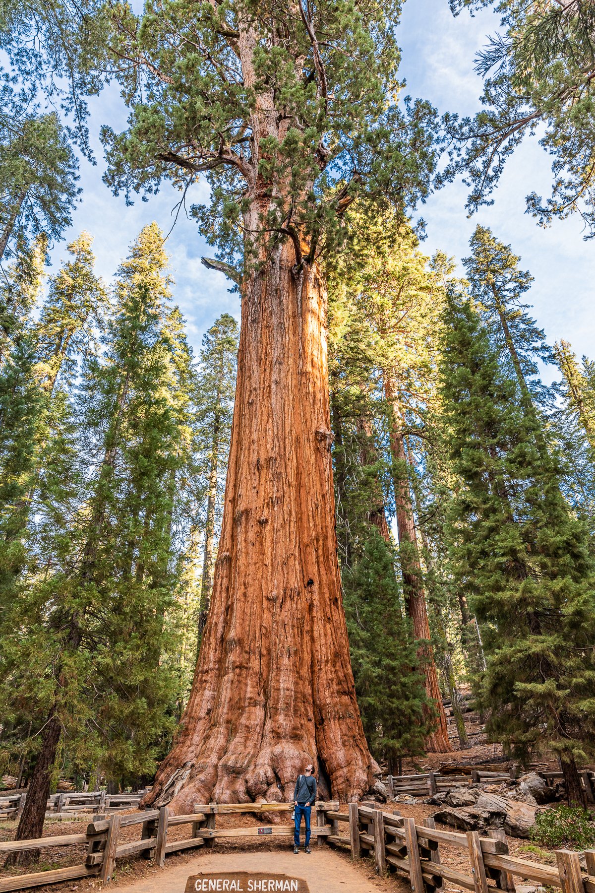 forest-general-sherman-tree-human-scale-photograph-early-morning-travel-USA-california-CA.jpg