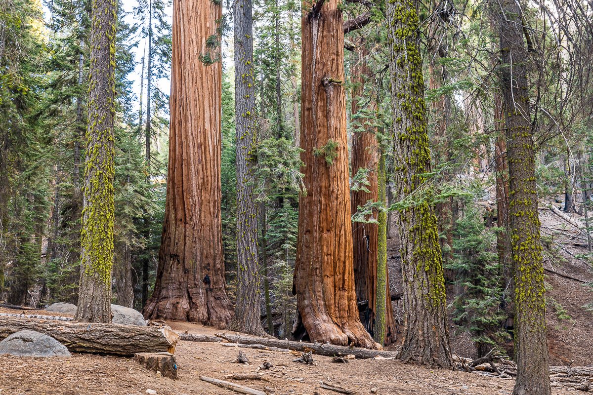 forest-general-sherman-tree-walk-loop-sequoia-national-park-southern-california-landscape-travel.jpg