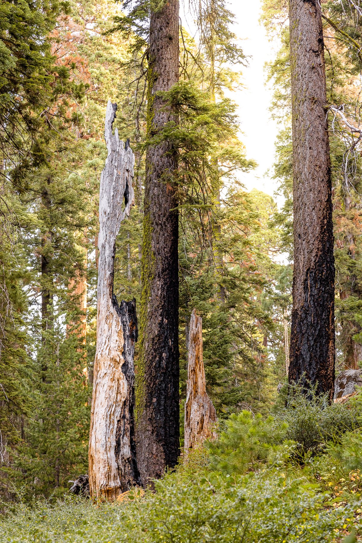 forest-general-sherman-tree-trail-sequoia-national-park-walk-burnt-trees-redwoods-morning-light.jpg