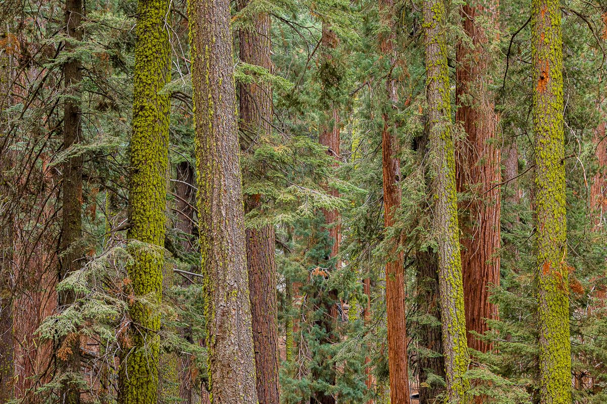 forest-walk-sequoia-national-park-landscape-southern-california-blog-post-photographer-photography.jpg