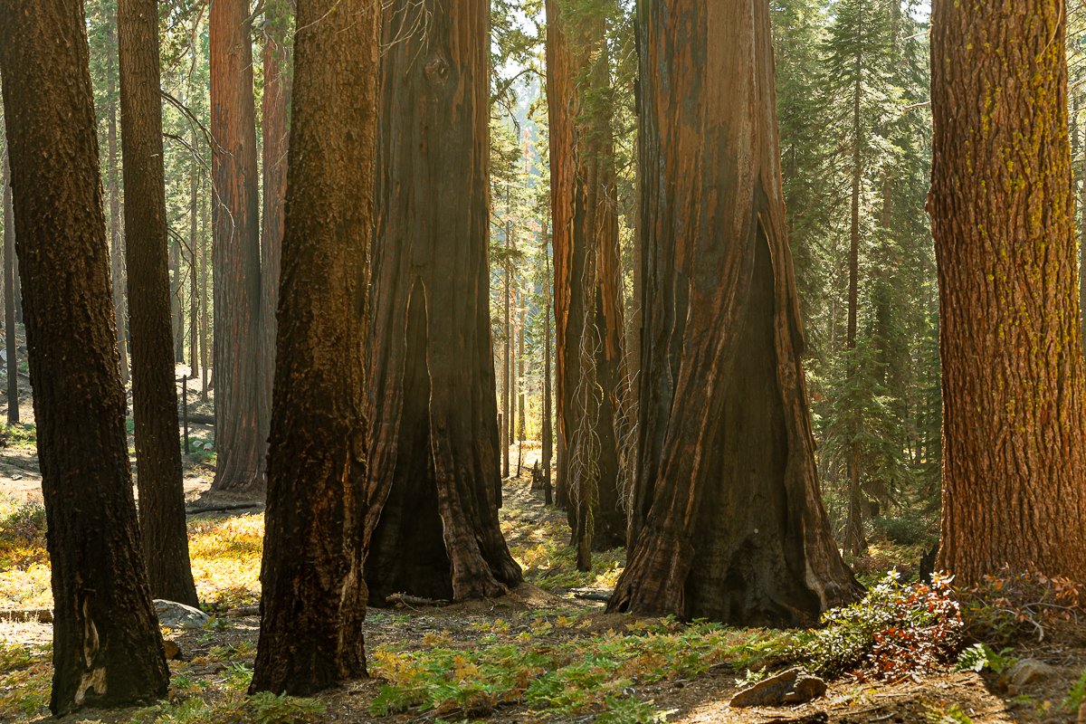 crescent-meadow-trail-loop-sequoia-national-park-afternoon-light-landscapes-southern-california-parks-roadtrip-travel-blog-post.jpg