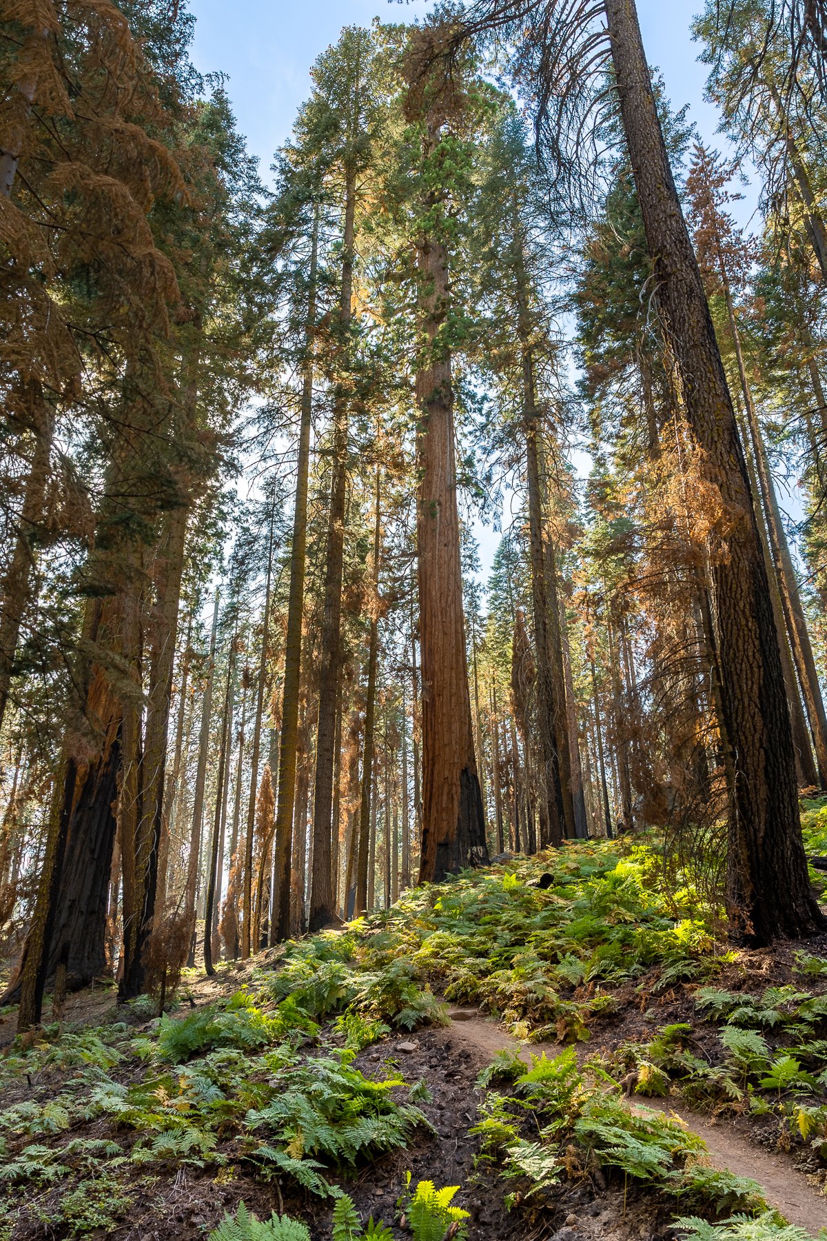 crescent-meadow-trail-loop-sequoia-national-park-HDR-vertical-trees-tall-fern-foreground-undergrowth-forest.jpg