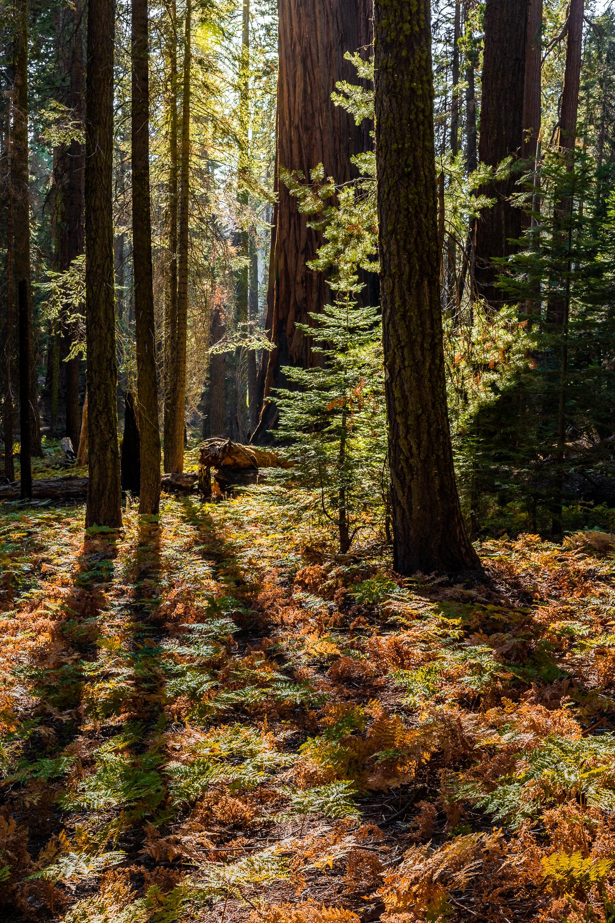 crescent-meadow-trail-loop-sequoia-national-park-trees-afternoon-light-ferns-undergrowth-foreground-forest-floor.jpg